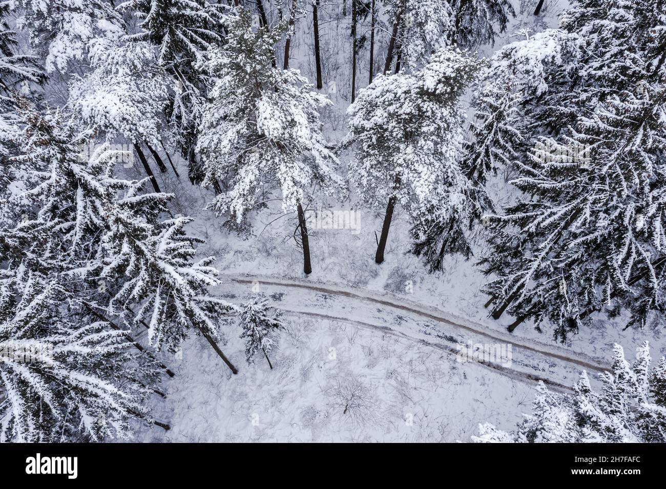 Luftaufnahme der Landstraße im Winter schneebedeckten Tannenwald. Winterlandschaft. Stockfoto