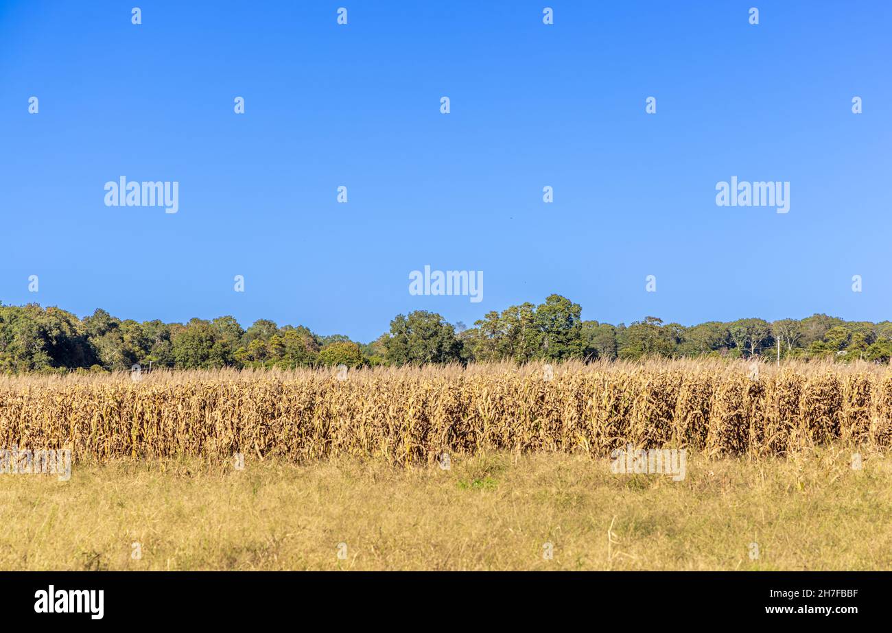 Herbstlandschaft bestehend aus Mais und entfernten Bäumen in East Hampton, NY Stockfoto