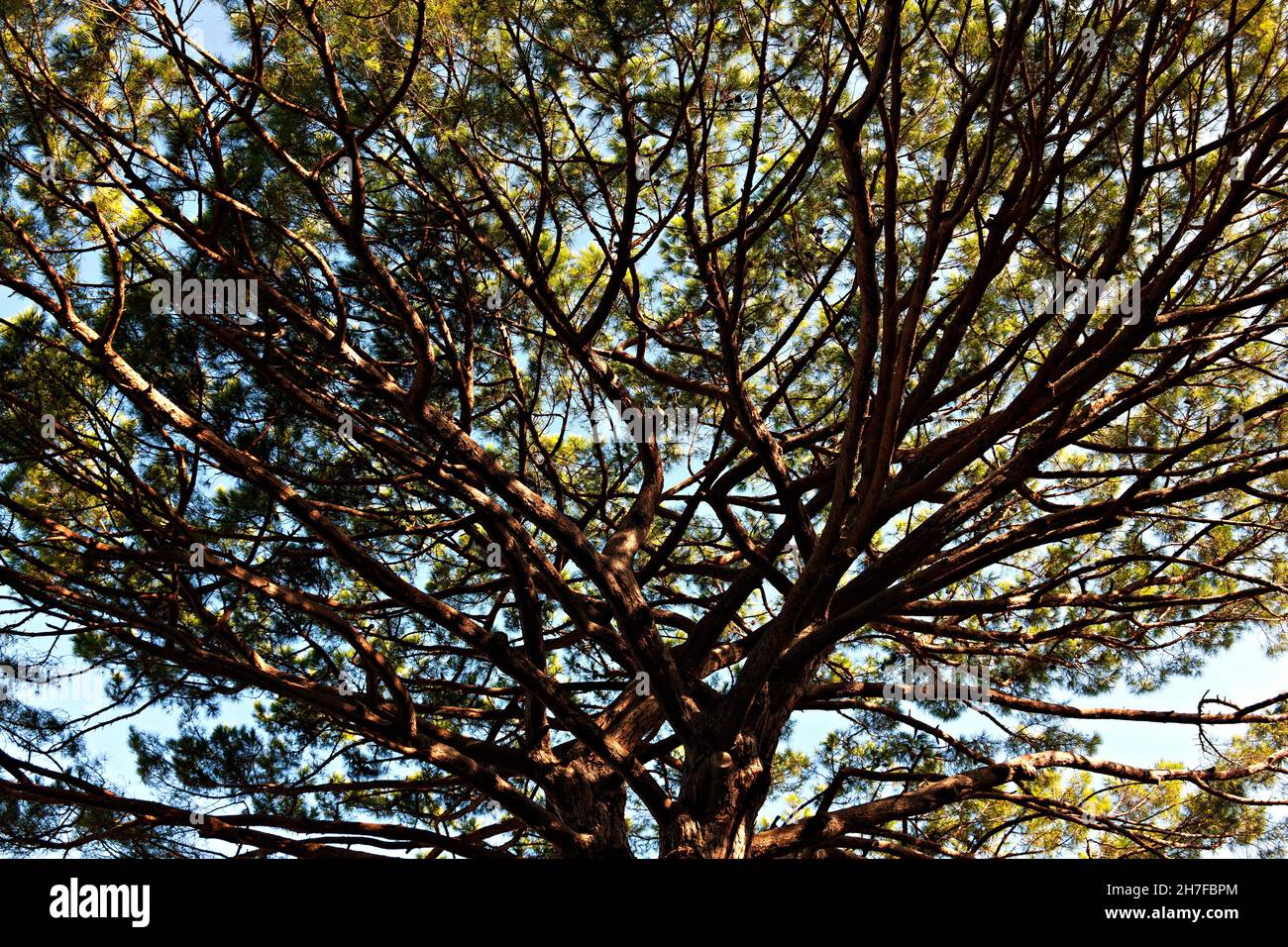 Zweige einer Parasol-Kiefer ( Pinus Pinea ), Capri, Kampanien, Italien, Europa Stockfoto