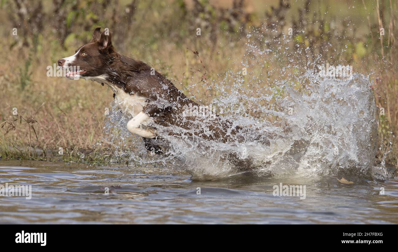 Schokoladen-Border Collie, Haushund, Canis familiaris, im Wasser spielen Stockfoto