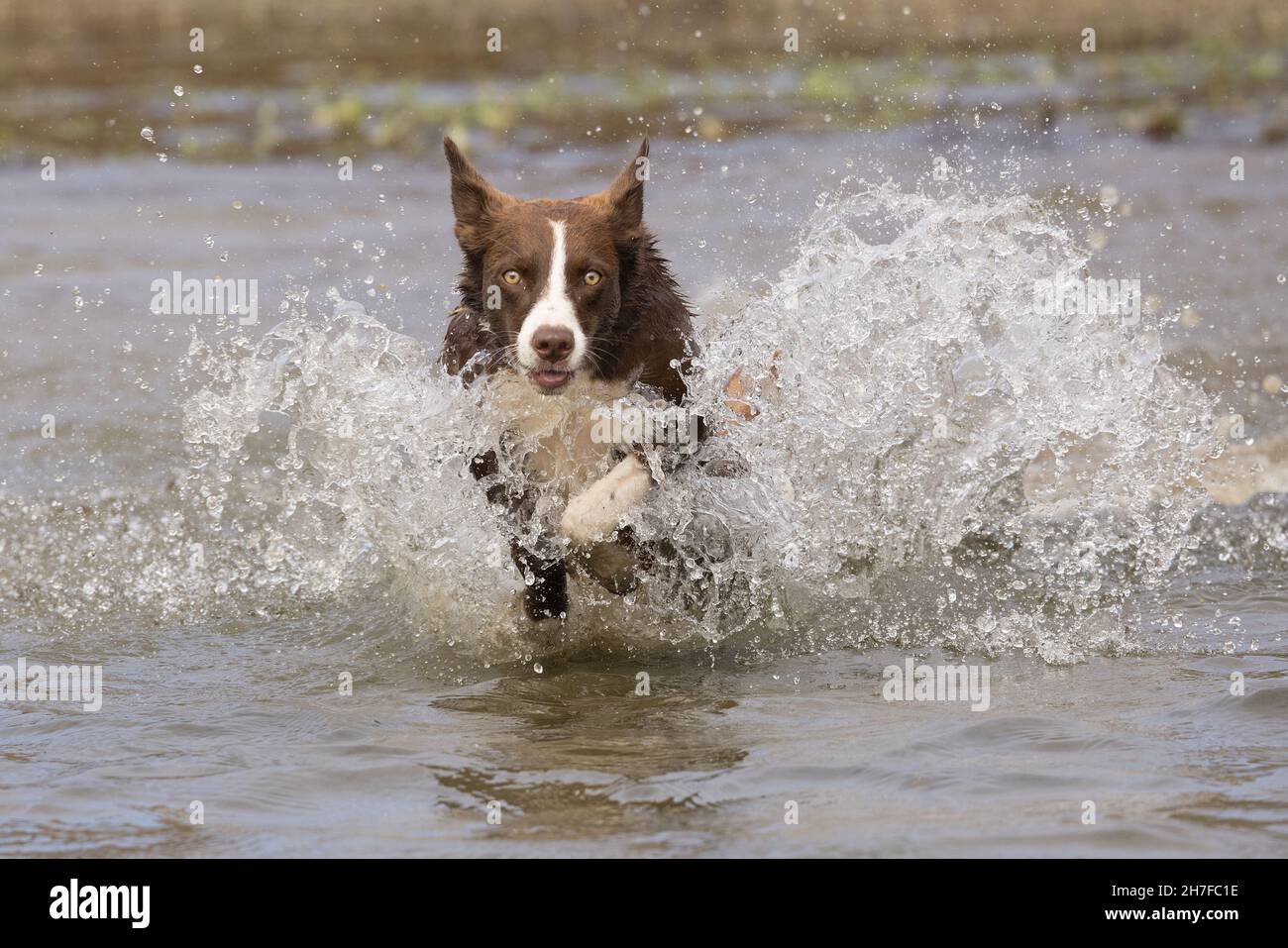 Schokoladen-Border Collie, Haushund, Canis familiaris, im Wasser spielen Stockfoto
