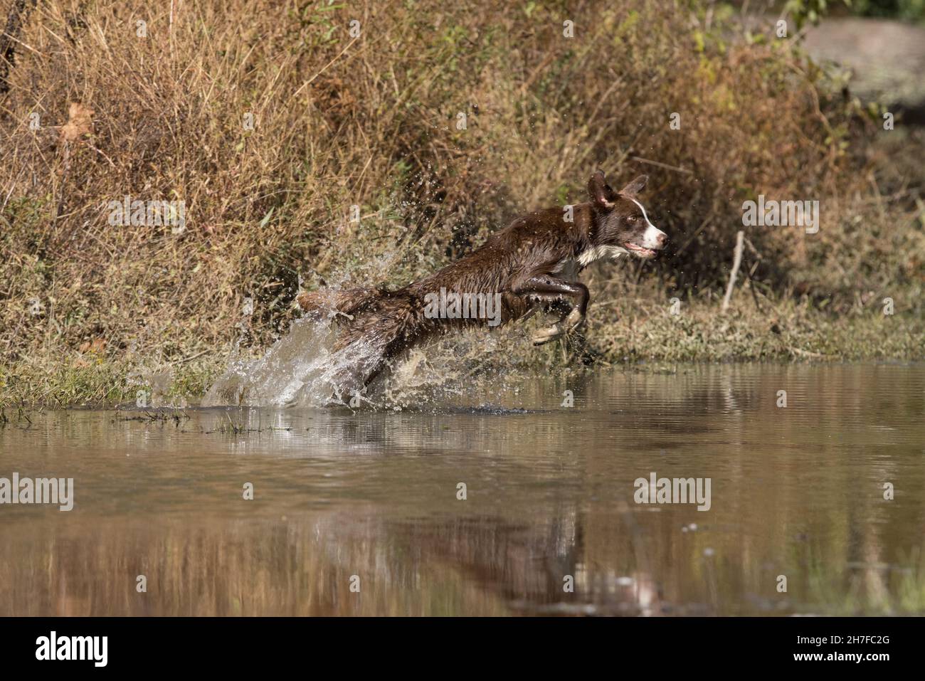 Schokoladen-Border Collie, Haushund, Canis familiaris, im Wasser spielen Stockfoto