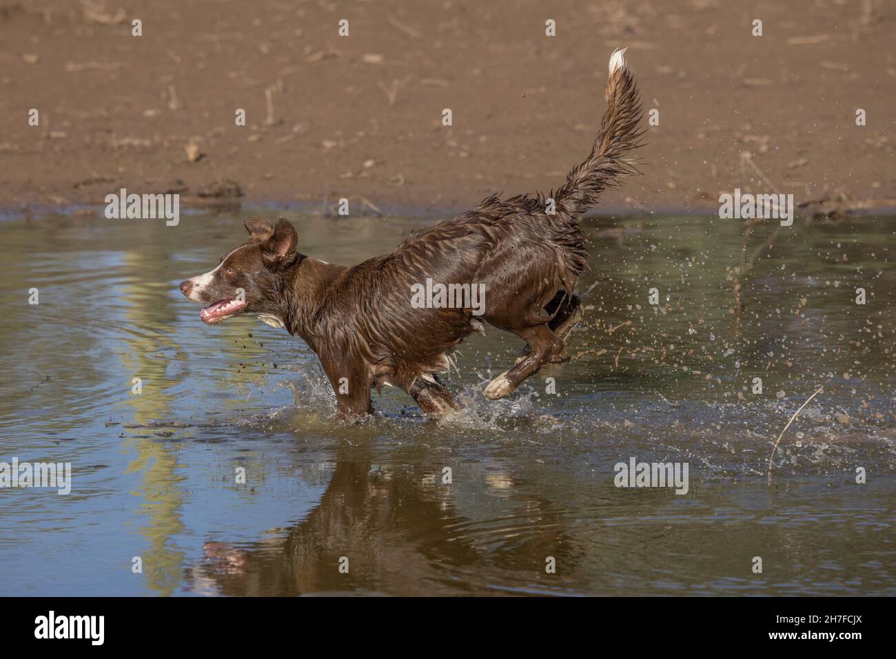 Schokoladen-Border Collie, Haushund, Canis familiaris, im Wasser spielen Stockfoto