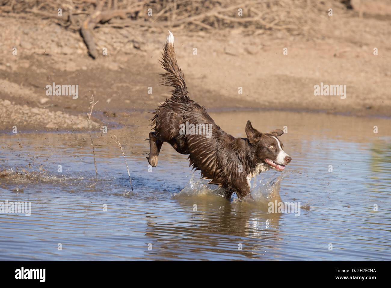 Schokoladen-Border Collie, Haushund, Canis familiaris, im Wasser spielen Stockfoto