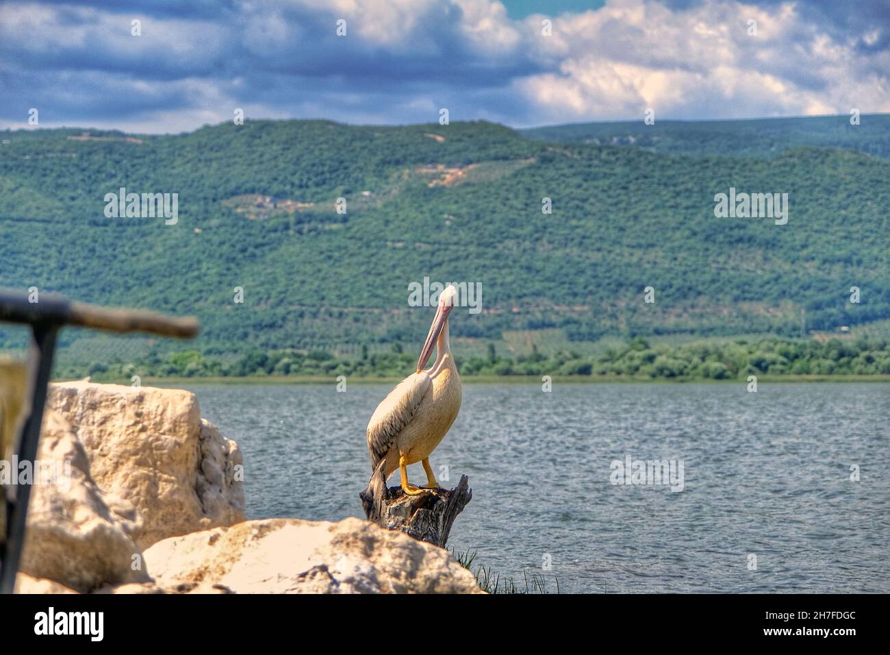 Großer Pelikan oder Storch, der in Golyazi (uluabat-See) in Bursa kurz vor seiner Landung auf dem Stück eines Baumes, der hinter den Felsen noch übrig ist, fotografiert wurde Stockfoto