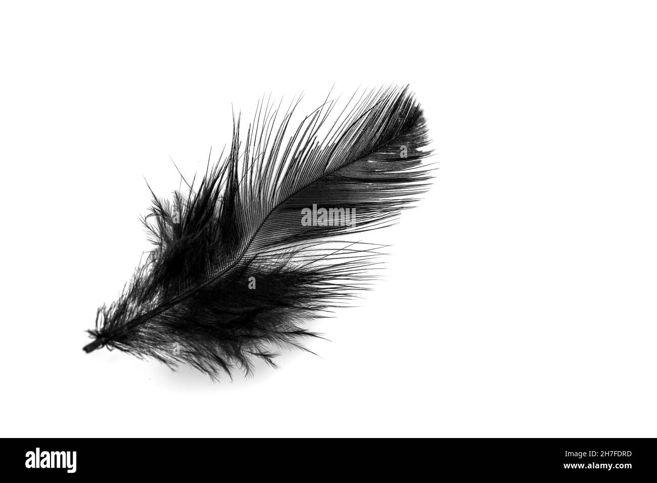 Nahaufnahme einer kleinen schwarzen Feder, isoliert auf weißer Hintergunde Stockfoto