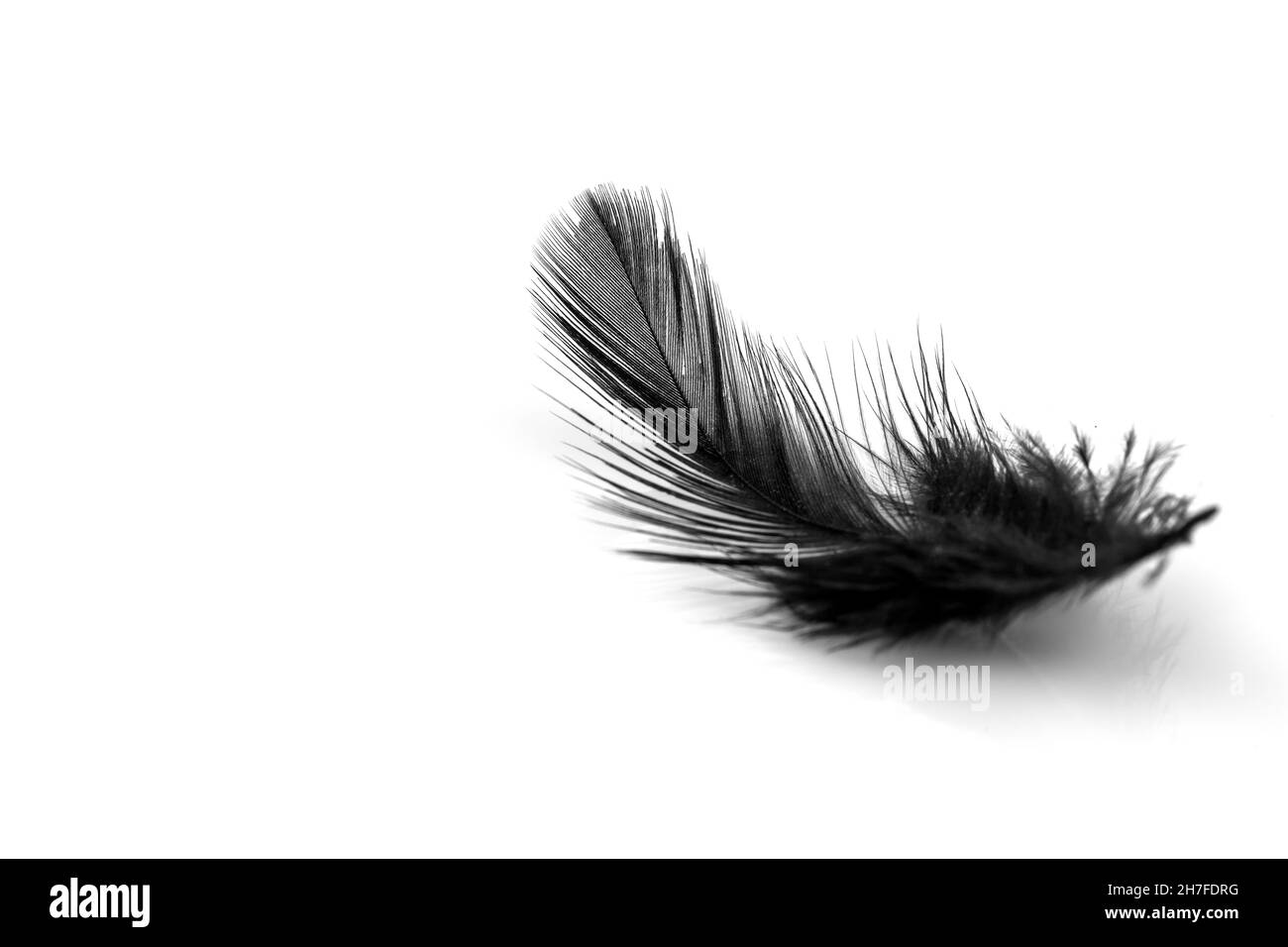 Nahaufnahme einer kleinen schwarzen Feder, isoliert auf weißer Hintergunde Stockfoto