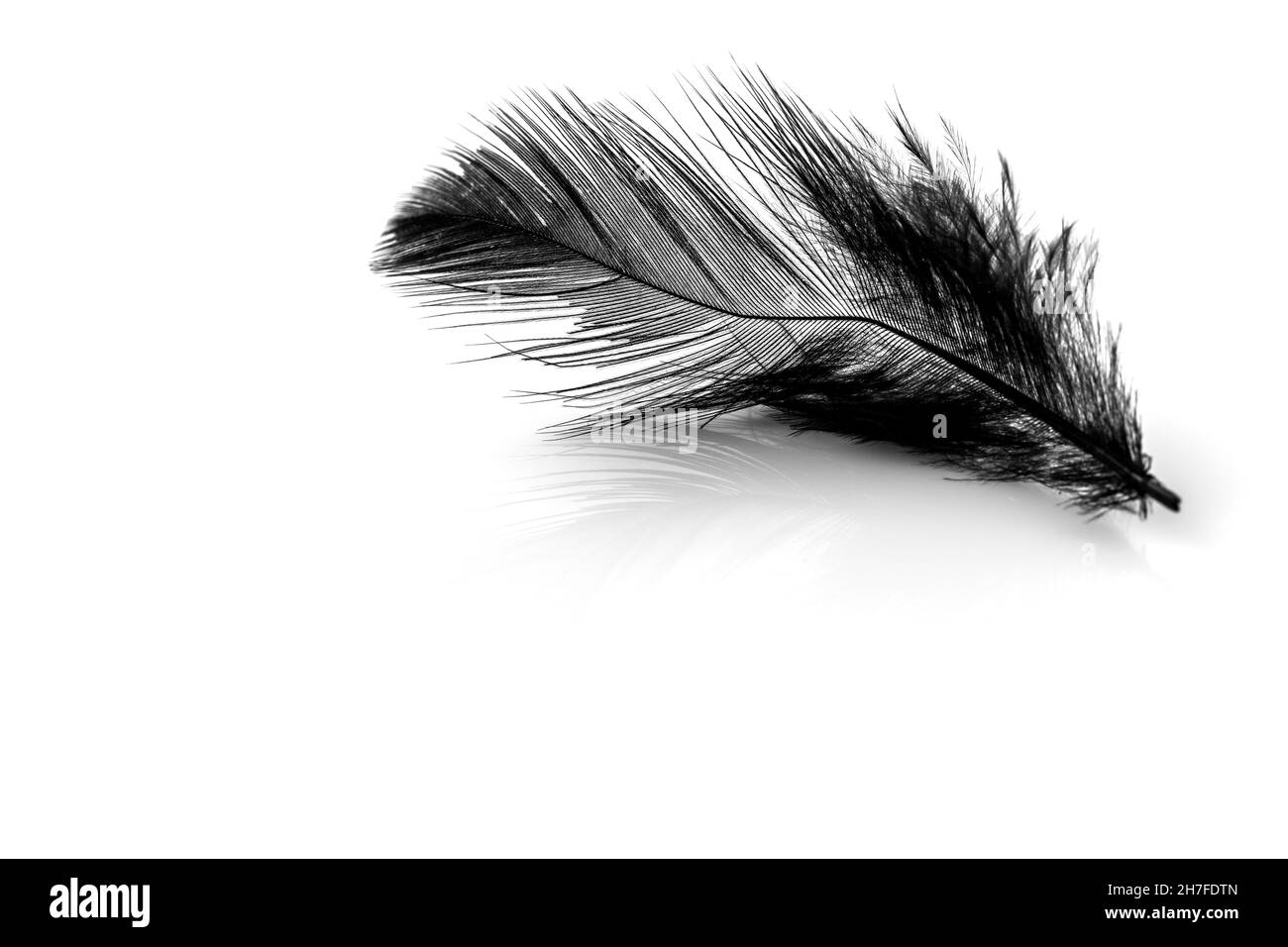 Nahaufnahme einer kleinen schwarzen Feder, isoliert auf weißer Hintergunde Stockfoto