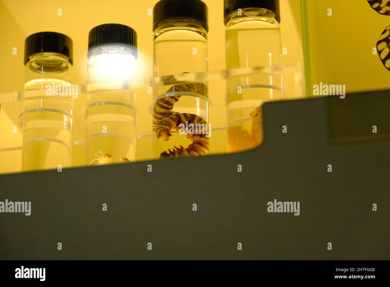 Schmetterlingslarven im Laborbecher und Evolutionsschritte im Laborröhrchen Stockfoto