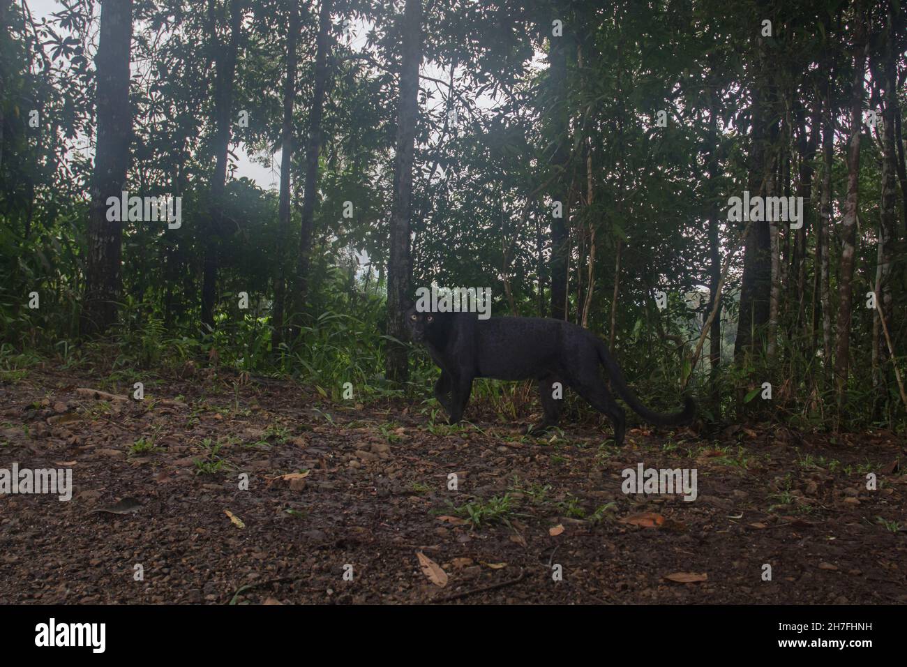 Schwarzer Panther oder Schwarzer Leopard im Wald, Leopard (melanistisch) Stockfoto