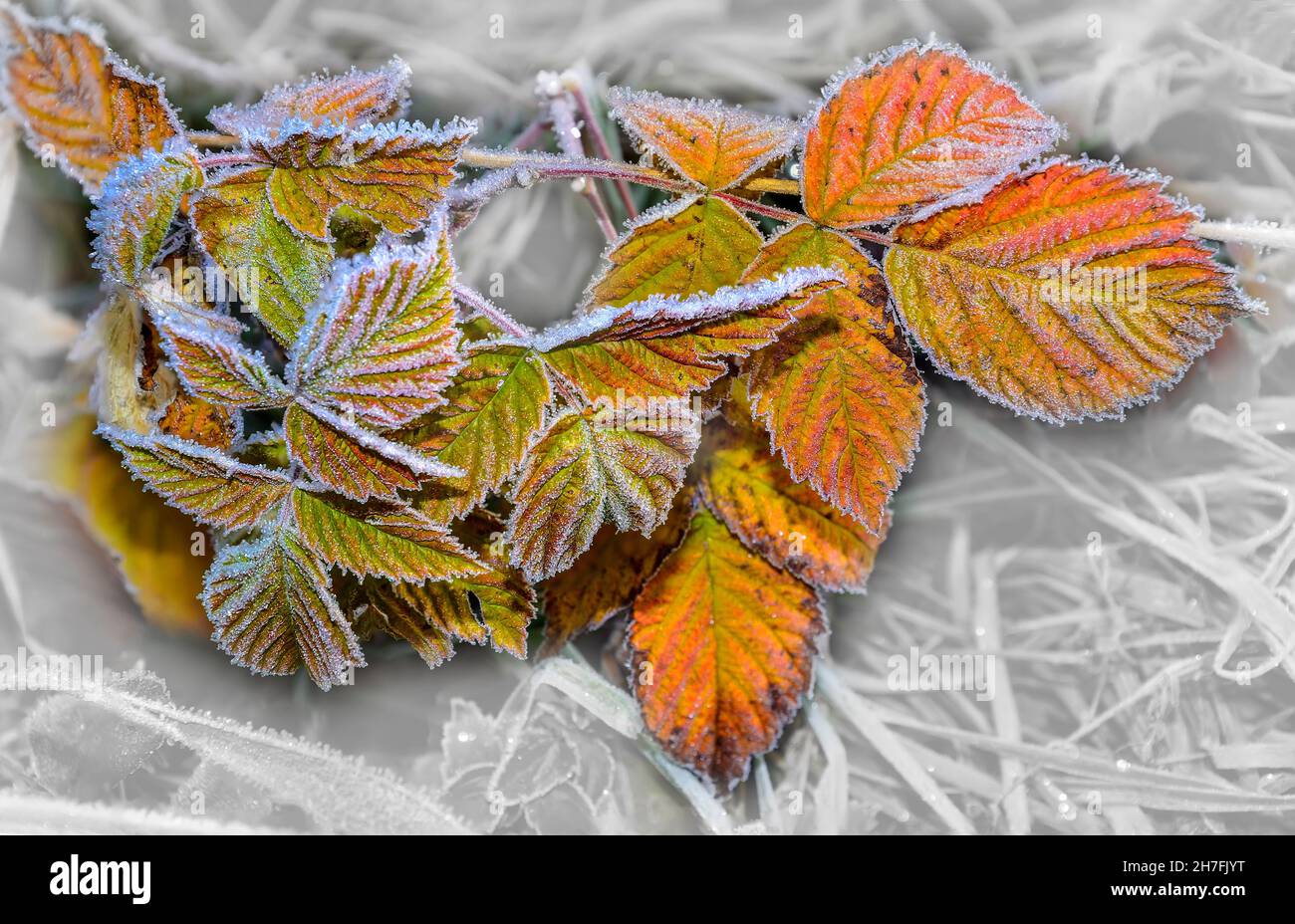 Mattierte helle Herbstblätter der Pflanze mit morgendlichen Raureif oder  Reif bedeckt. Spätherbst Wetter oder Winter beginnt. Wetterprognose Konzept  oder beaut Stockfotografie - Alamy