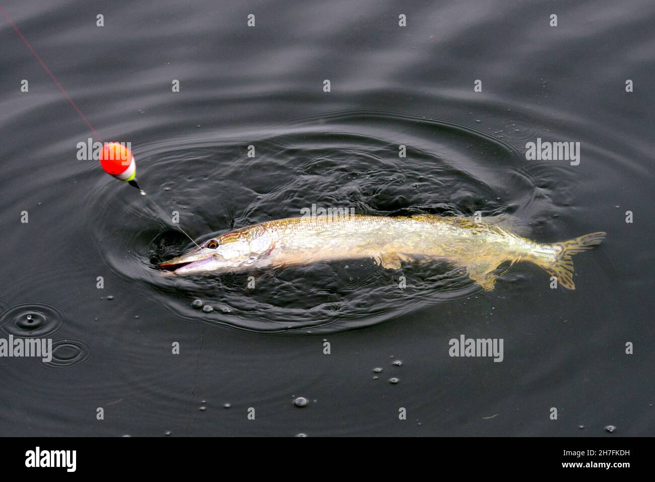 DEUTSCHLAND. OSTSEEKÜSTE. ANGELN HECHT IN EINEM SEE. Stockfoto