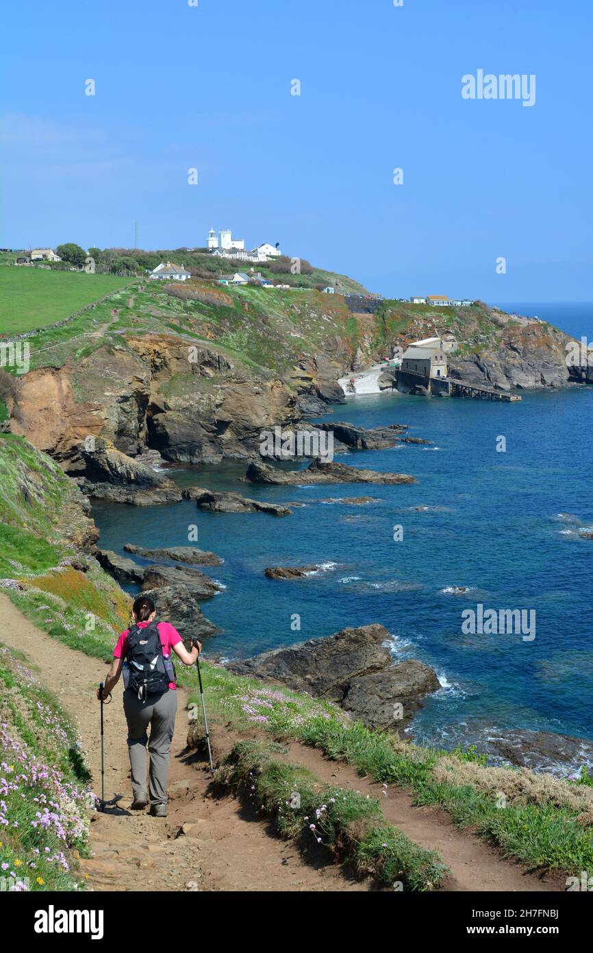 VEREINIGTES KÖNIGREICH. ENGLAND. CORNWALLS. DIE KÜSTENWANDERUNG DER CAP-EIDECHSE FOLGT DEN SÜDLICHSTEN KLIPPEN GROSSBRITANNIENS. Stockfoto