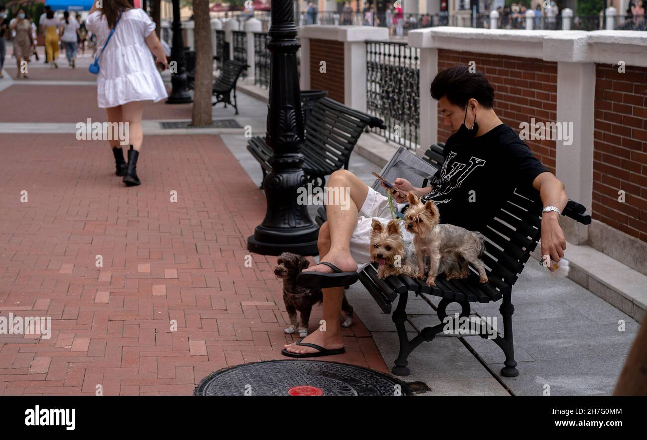 Ein Mann und seine Hunde sitzen auf einer Bank am Straßenrand. Stockfoto