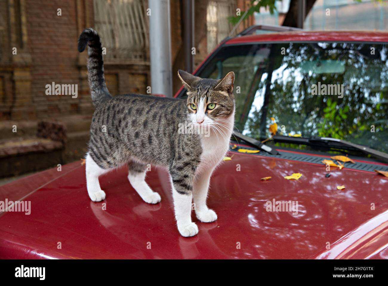 Eine lustige Katze mit einer weißen Brust und Pfoten. Heimatlose Katzen auf den Straßen von Tiflis Stockfoto