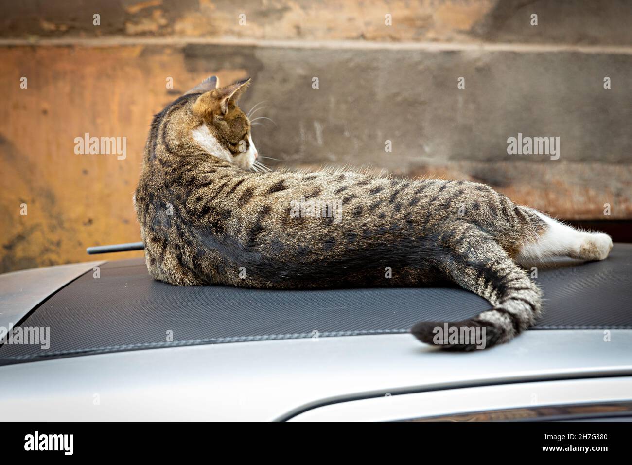 Eine lustige Katze mit einer weißen Brust und Pfoten. Heimatlose Katzen auf den Straßen von Tiflis Stockfoto