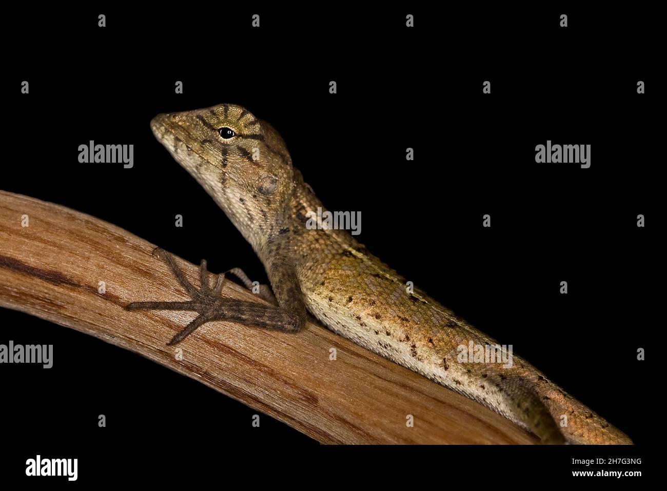 Echse (Calotes versicolor) Thailand S. E. Asien Stockfoto