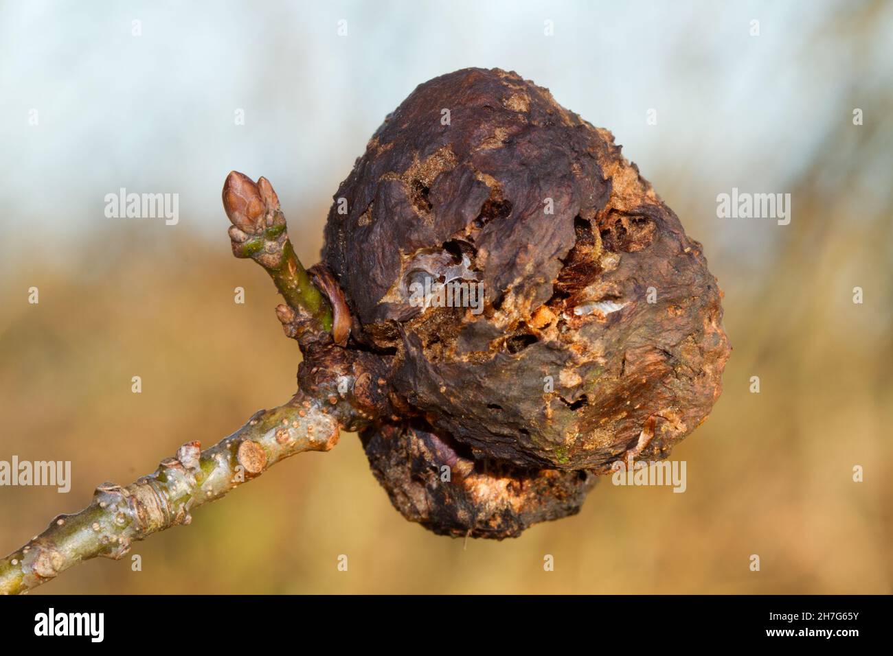 Alte Galle von Biothiza pallida, einer Gallenwespe, auf einem Zweig mit einer Blattknospe einer Eiche Stockfoto