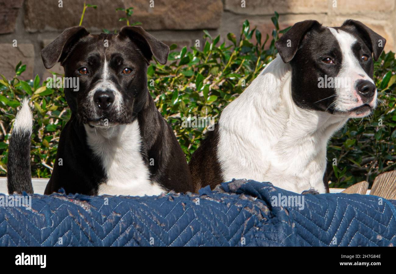Zwei schwarz-weiße Hunde posieren auf nette Weise für die Kamera Stockfoto
