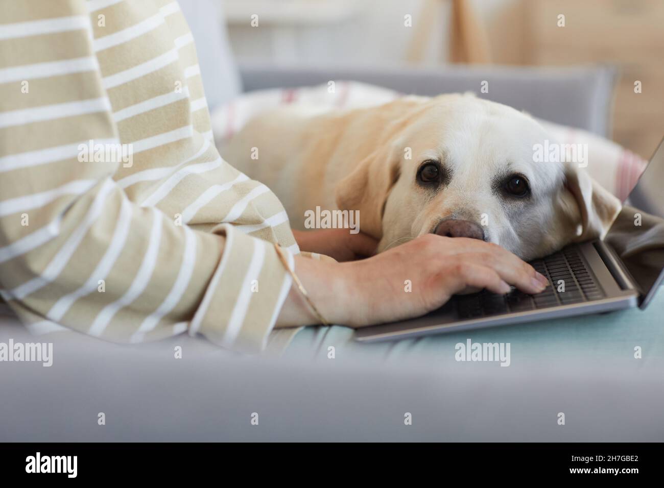 Nahaufnahme eines niedlichen großen Hundes, der den Kopf auf den Laptop legt, während er auf die junge Frau wartet, die arbeitet, und Platz zum Kopieren Stockfoto