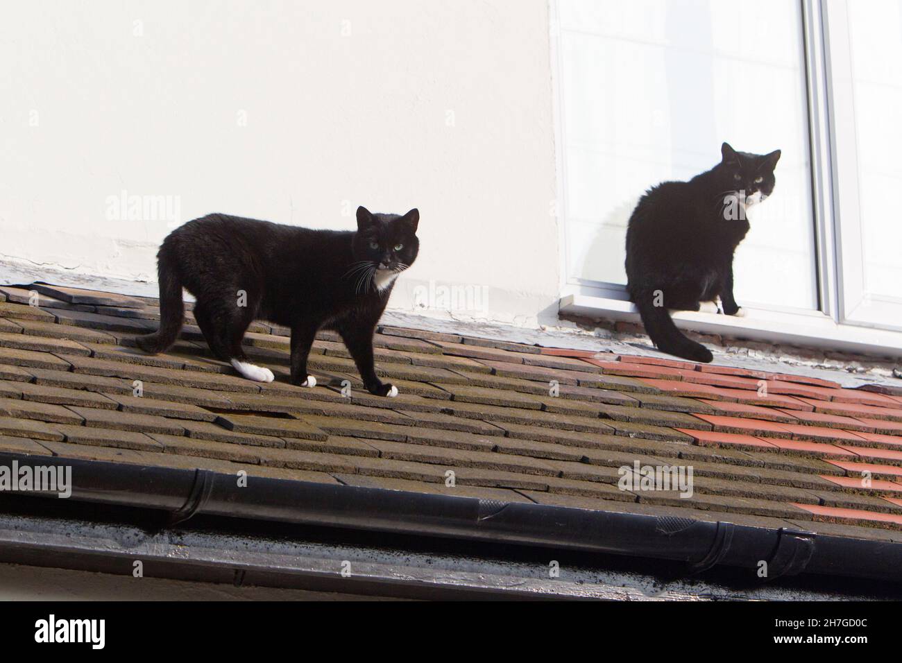 Zwei Hauskatzen auf dem Hausdach, Northumberland, England, Großbritannien Stockfoto