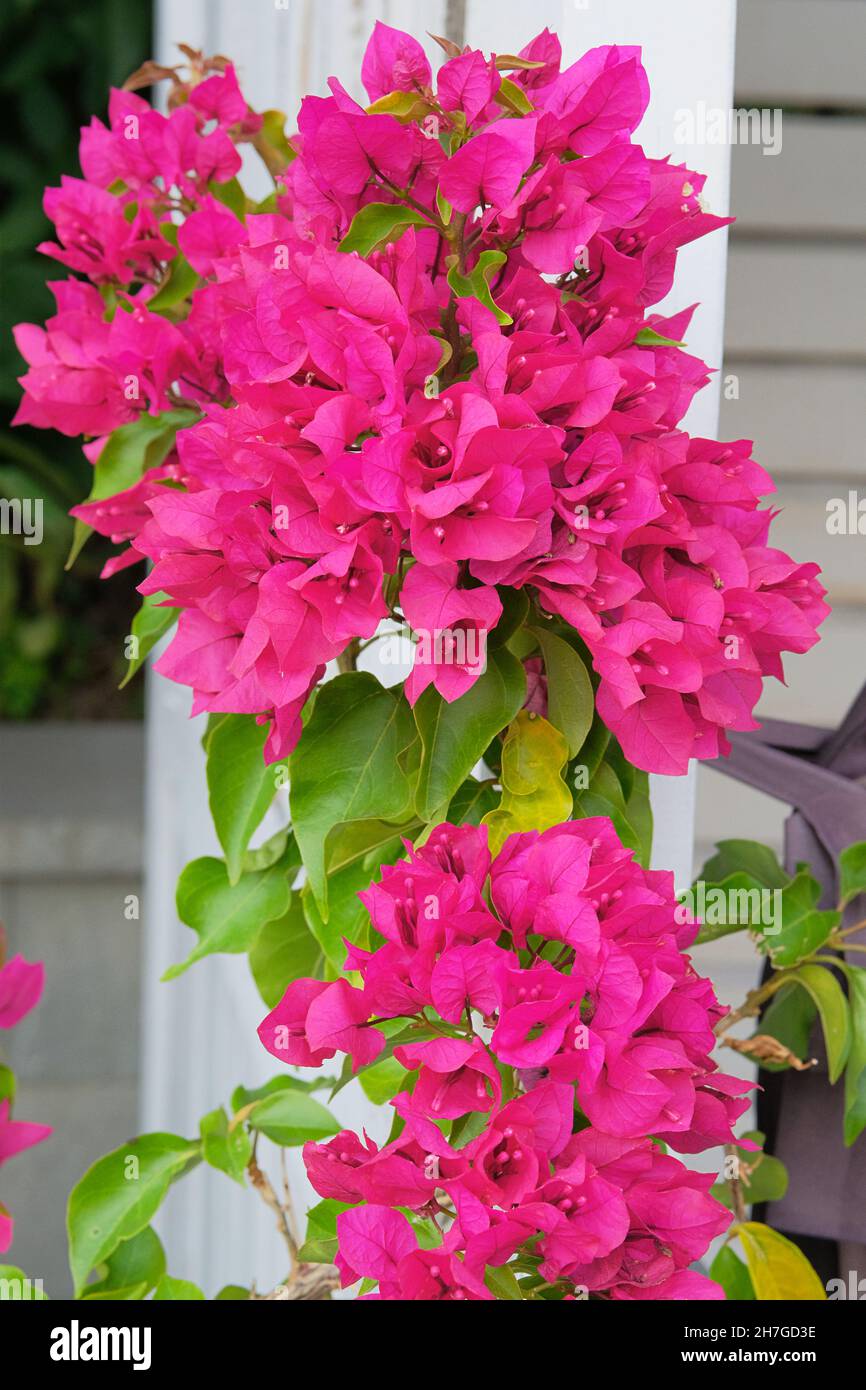 Bougainvillea Busch wächst neben Wohngebäuden. Sommerlandschaften, violett blühende Blumen. Stockfoto