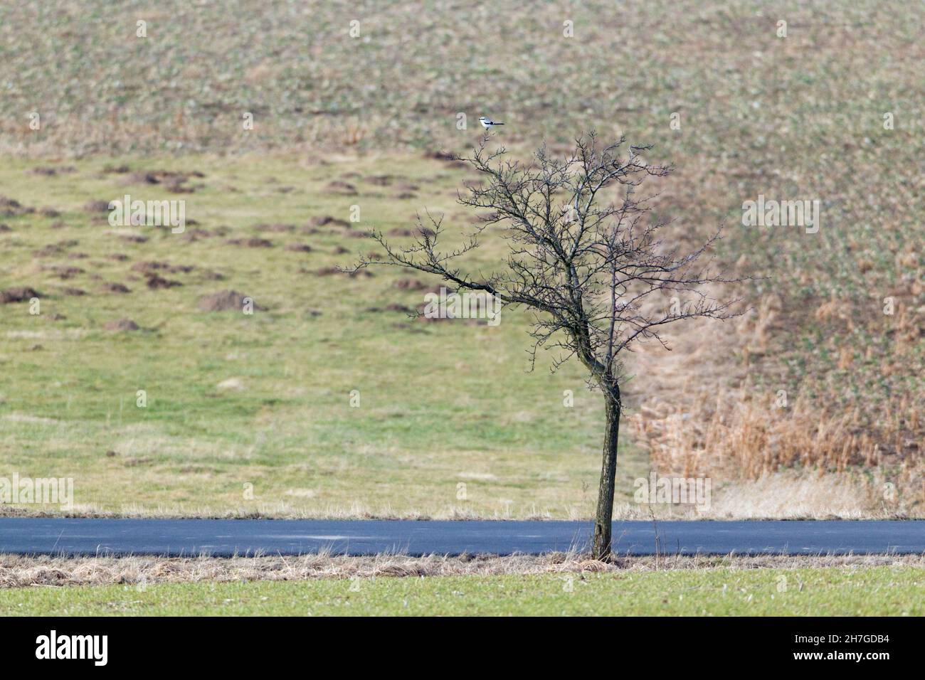 Große Grauwürger, (Lanius excubitor), auf der Spitze eines Baumes auf der Suche nach Beute, Niedersachsen, Deutschland Stockfoto