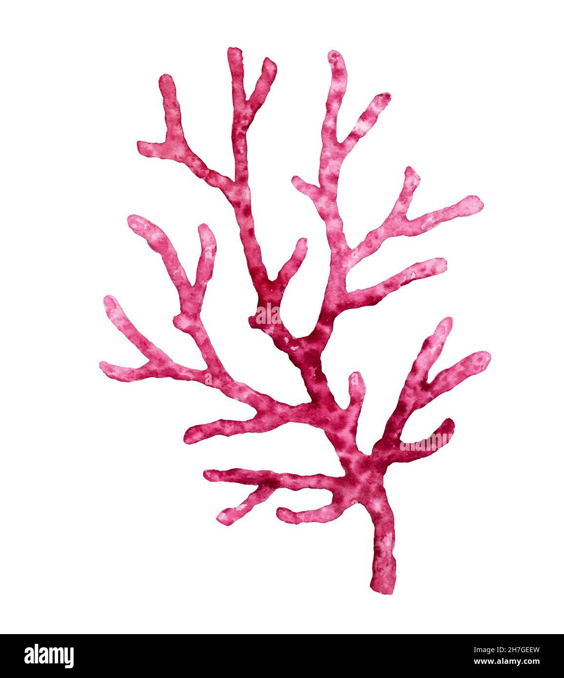 Aquarell rote Koralle. Transparente Seepflanze isoliert auf Weiß. Realistische wissenschaftliche Illustration. Handbemaltes Unterwasserdesign Stockfoto