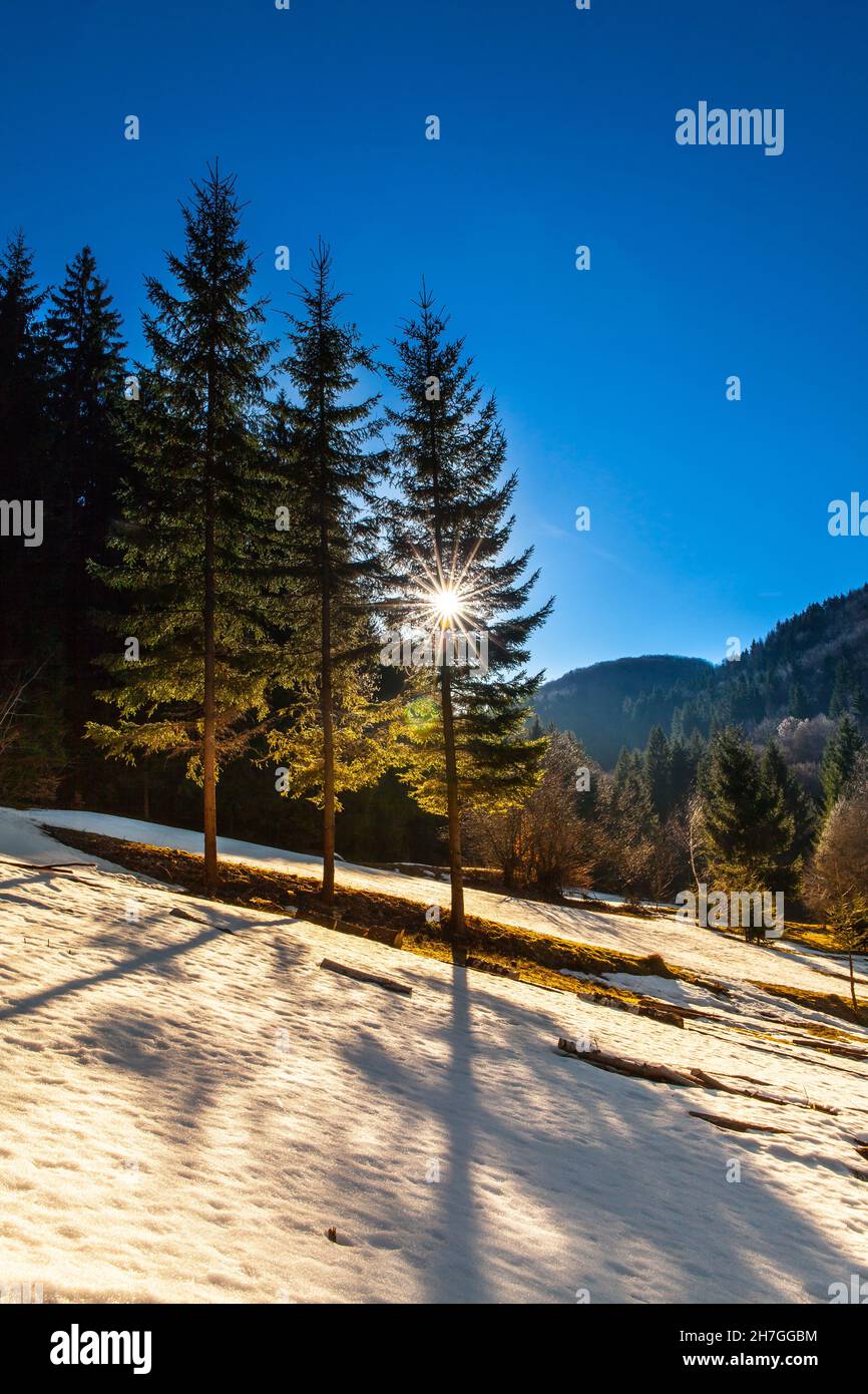 Bergwiese mit schmelzendem Schnee, die Sonne scheint durch die Äste eines Nadelbaums Stockfoto