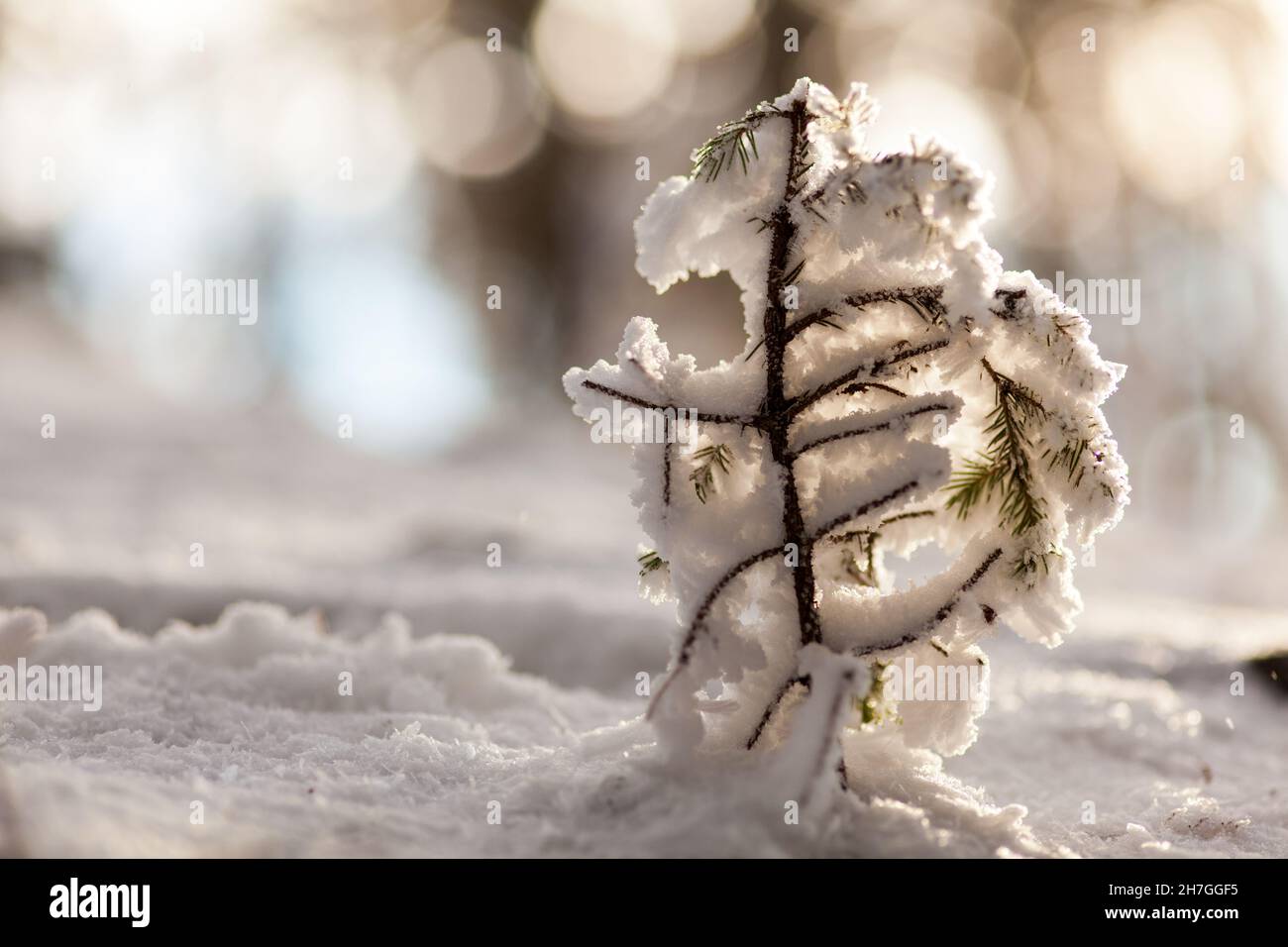Kleiner schneebedeckter Baum, weicher Winterhintergrund Stockfoto