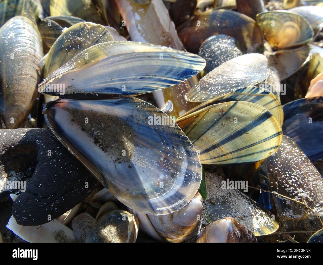 Muscheln Muscheln am Strand in den Niederlanden Stockfoto