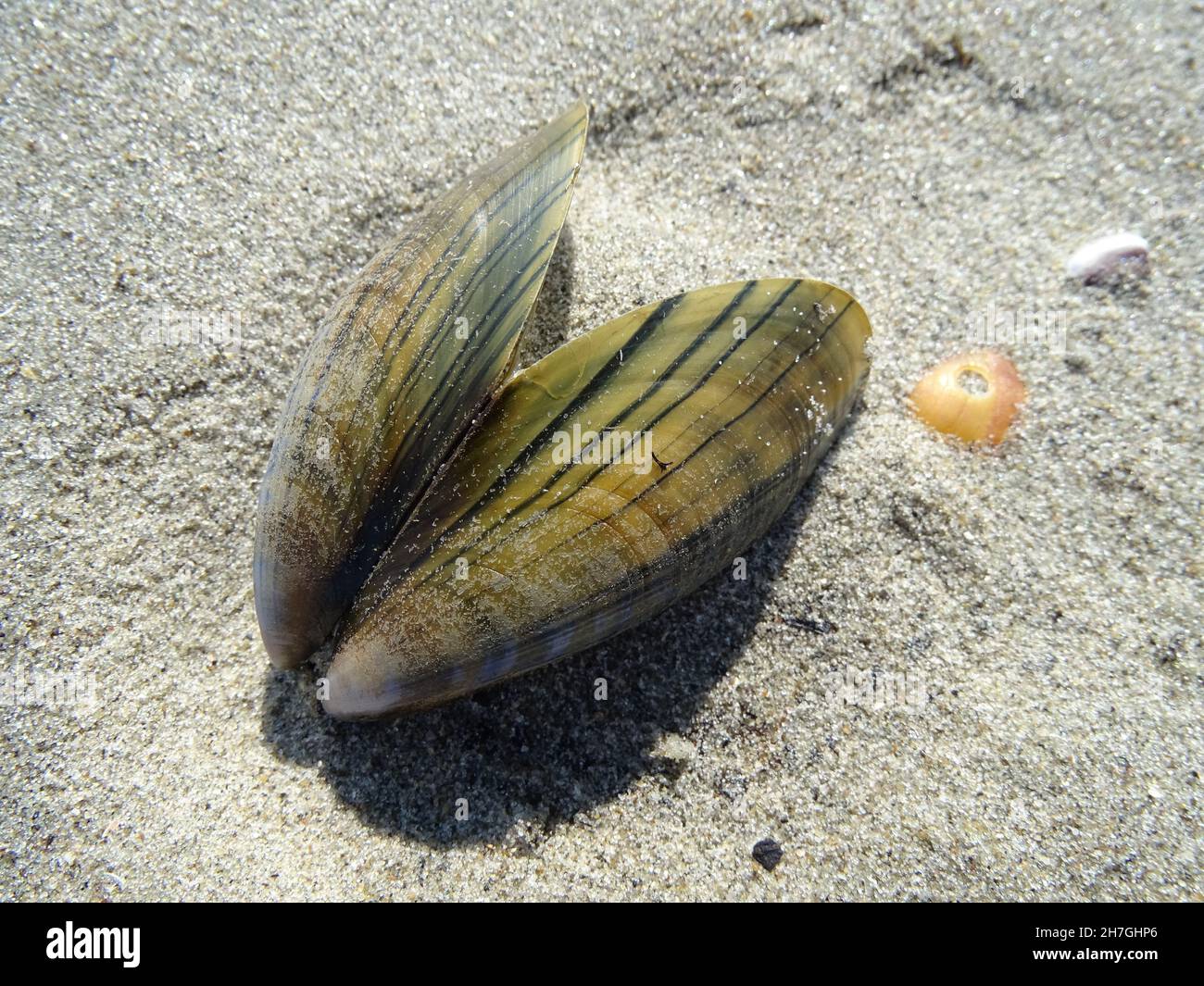 Muscheln muscheln am Strand in den Niederlanden Stockfoto