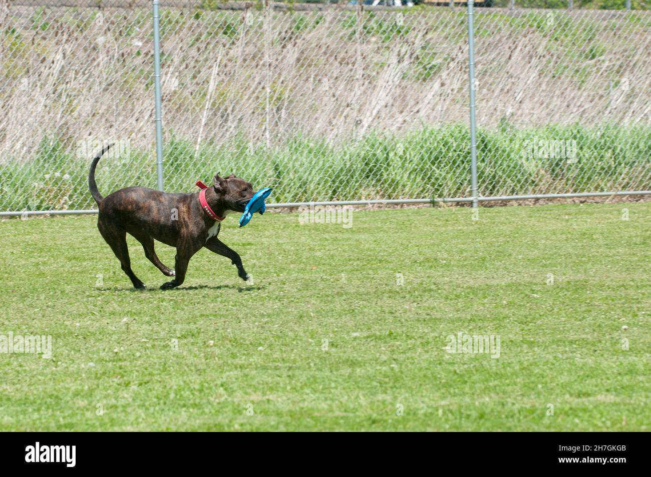 Hund beim Spielen im Hof Stockfoto