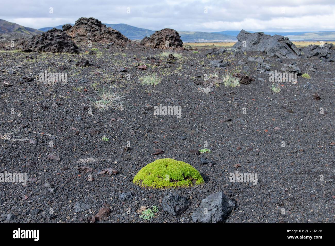 Low-Angle-Ansicht eines einzelnen Flecks mit hellgrünem Moos auf einem Felsen in einer ansonsten kargen Landschaft aus schwarzer Lavawüste in der Nähe des Katla-Vulkans Stockfoto