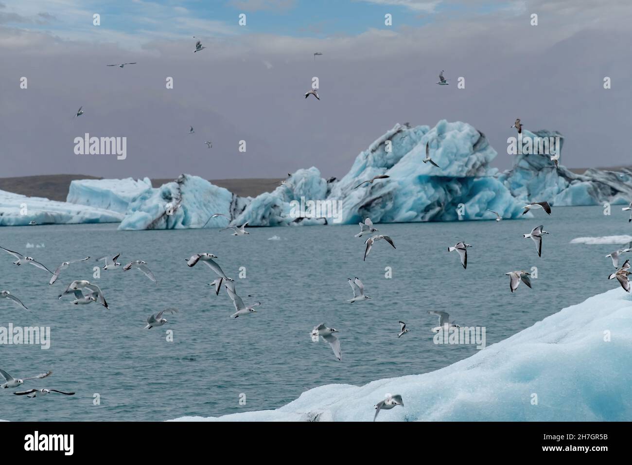 Eine große Anzahl von schwarzbeinigen Kittiwakes oder Möwen, ein artischer Seevögel, fliegen über einem großen Stück Gletschereis in der Lagune Stockfoto