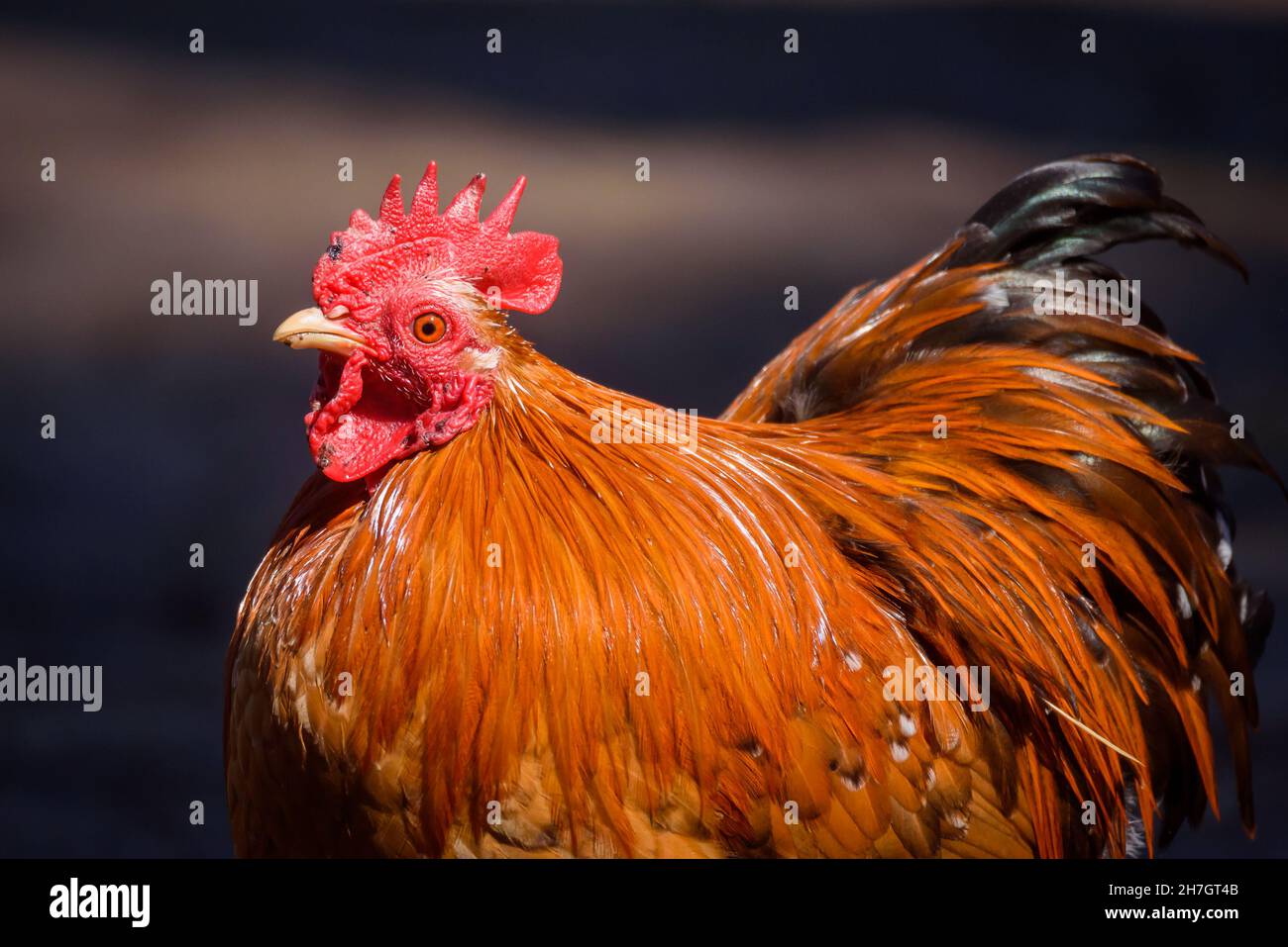 Selektiver Fokus auf Foto. Hühnervogel. Huhn auf dem Bauernhof. Stockfoto
