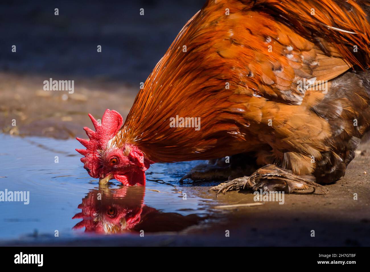 Selektiver Fokus auf Foto. Hühnervogel. Huhn auf dem Bauernhof. Stockfoto