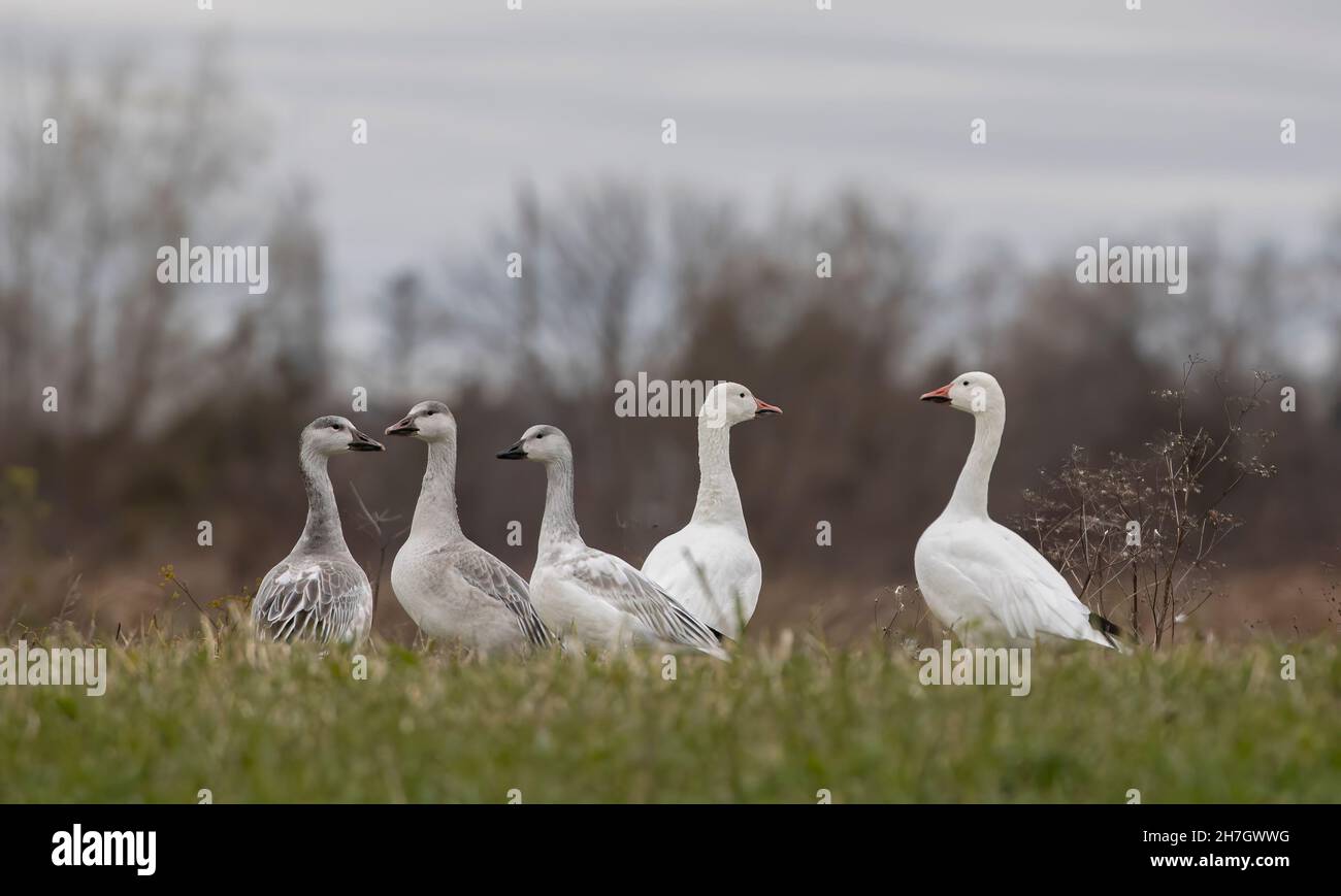 Schneegänse, die im Herbst in Kanada am Rand eines Teiches entlang auf der Suche nach Futter sind Stockfoto