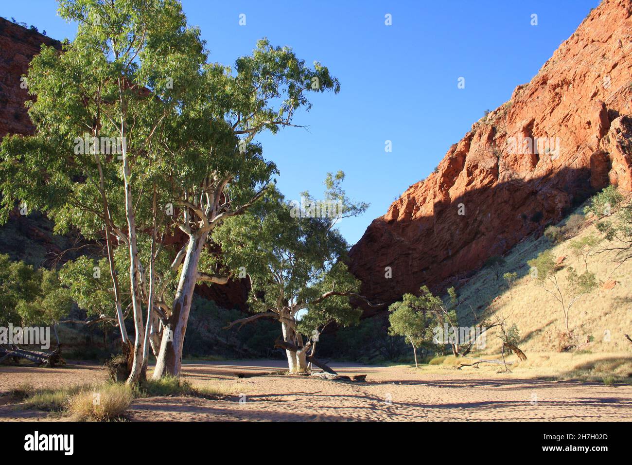 River Red Gums in Simpson's Gap - Zentralaustralien Stockfoto