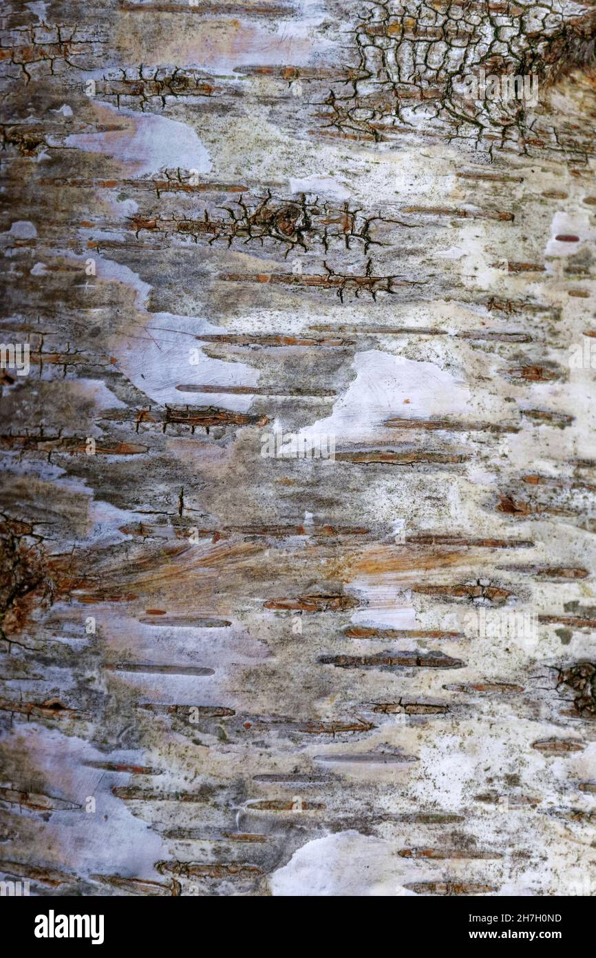 Silberner Birkenrinde. Stockfoto