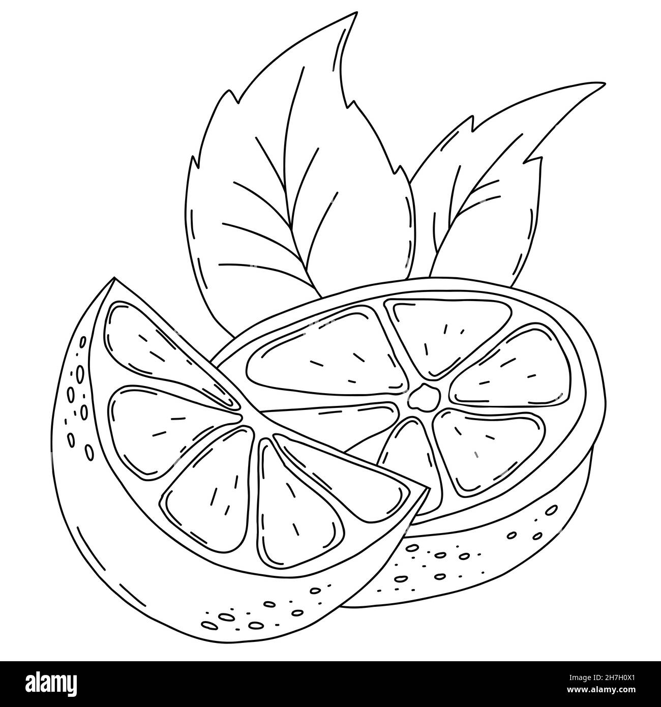 Zitrusfrüchte. Zitronenscheiben mit Blättern. Vektorgrafik. Isolierte lineare Handzeichnung Stock Vektor