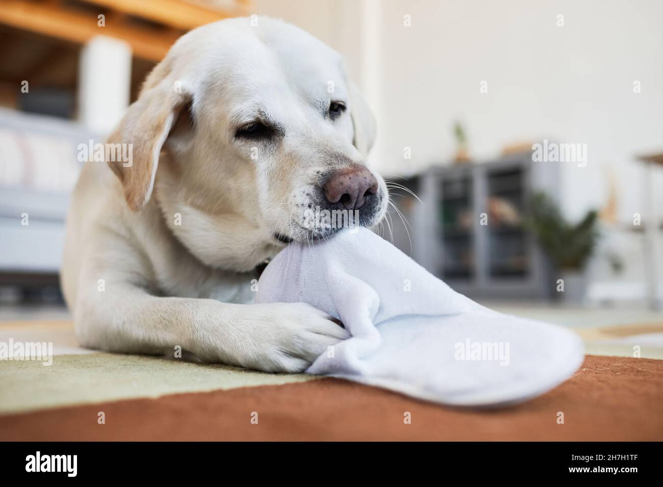 Nahaufnahme eines weißen Hundes, der auf dem Teppich in der gemütlichen Inneneinrichtung liegt und mit Hausüberlegern spielt, Platz kopieren Stockfoto