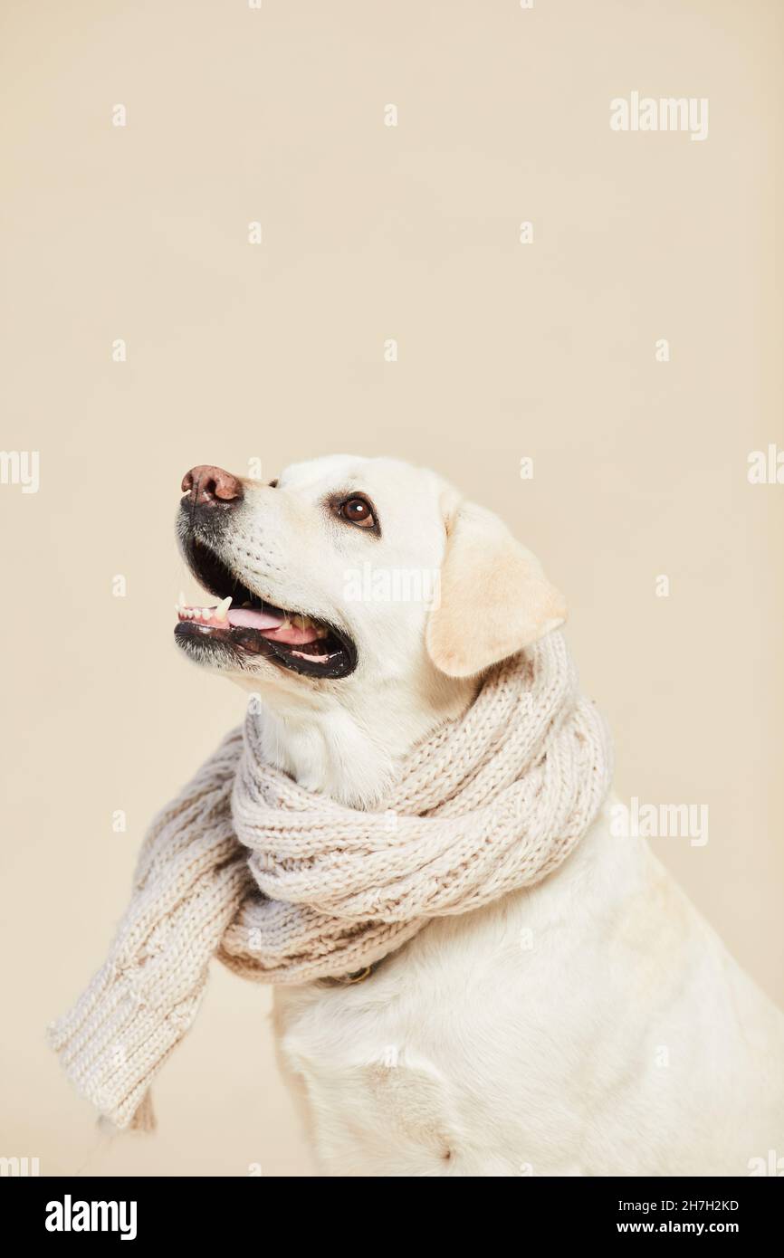 Minimale Seitenansicht Porträt von weißen Labrador Hund trägt Schal und Blick nach oben auf neutralen beigen Hintergrund, Copy Space Stockfoto