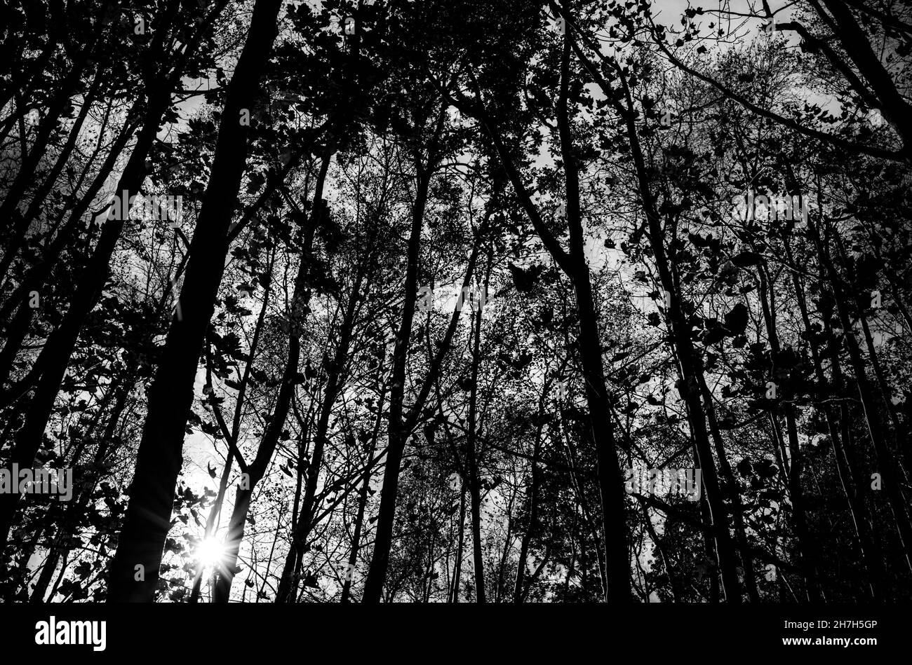 Bäume in einem Sussex-Wald schweben in den Himmel auf der Suche nach Licht. Spalte 2021 Stockfoto