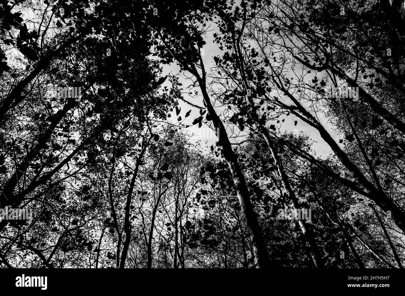 Bäume in einem Sussex-Wald schweben in den Himmel auf der Suche nach Licht. Herbst 2021 Stockfoto