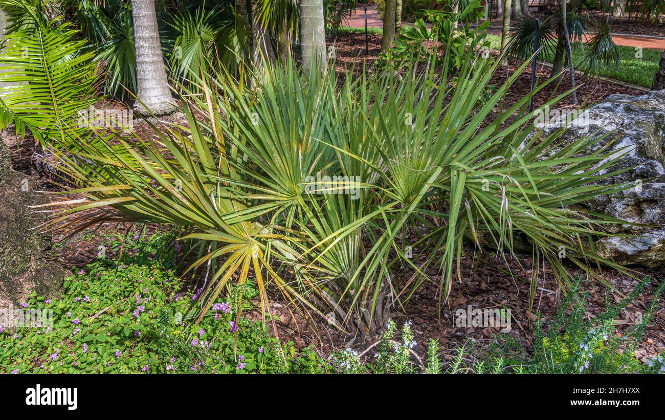 Peeling Palmetto (Sabal Etonia) Pflanze - Florida, USA Stockfoto