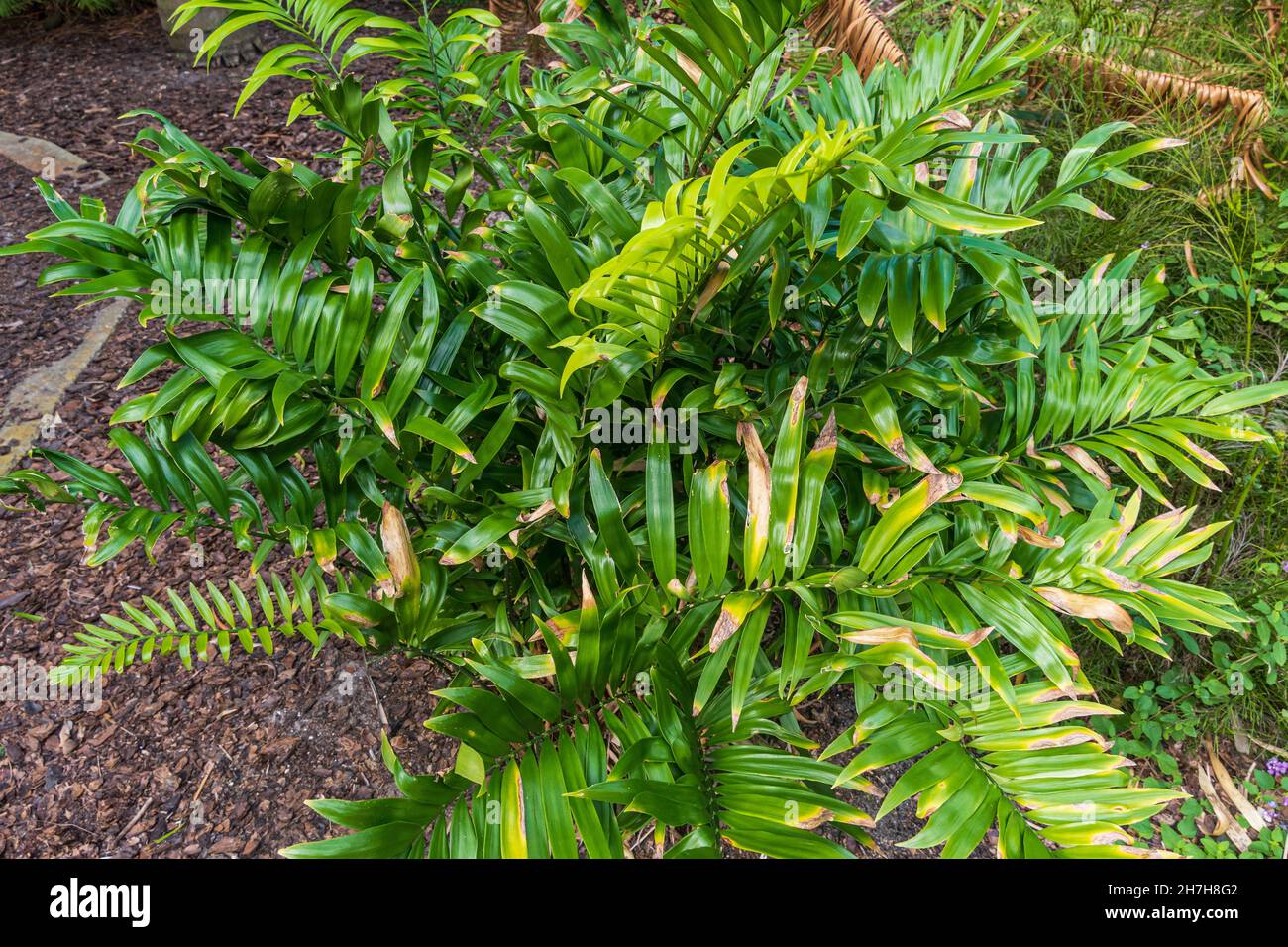Cycad-Pflanzenart Zamia muricata, gefunden in Kolumbien und Venezuela - Florida, USA Stockfoto