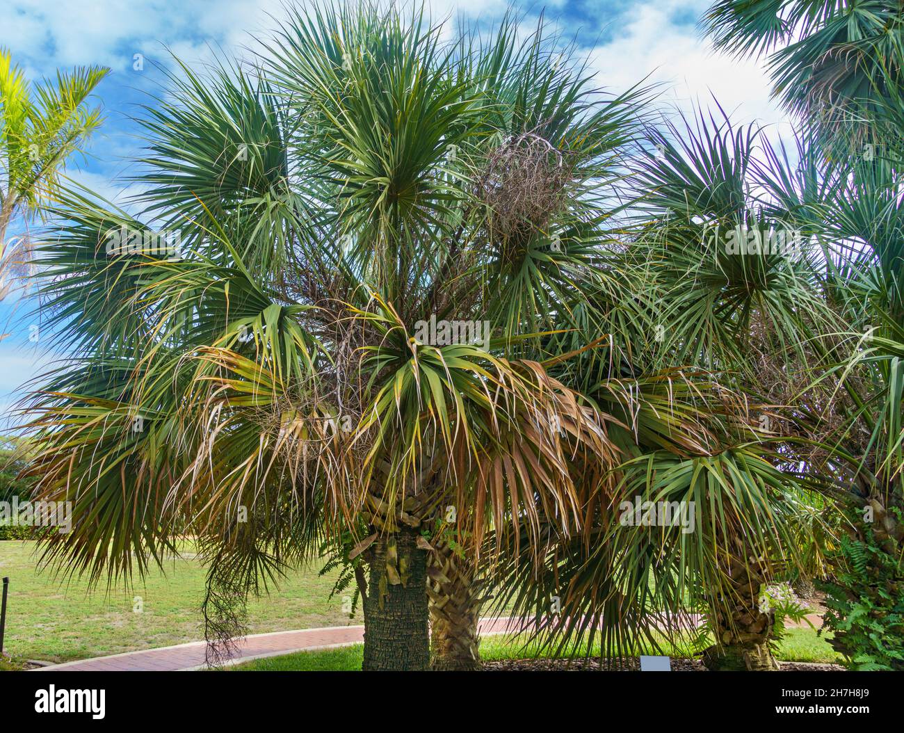 Bermuda palmetto alias bibby-Tree (Sabal bermudana) - Florida, USA Stockfoto