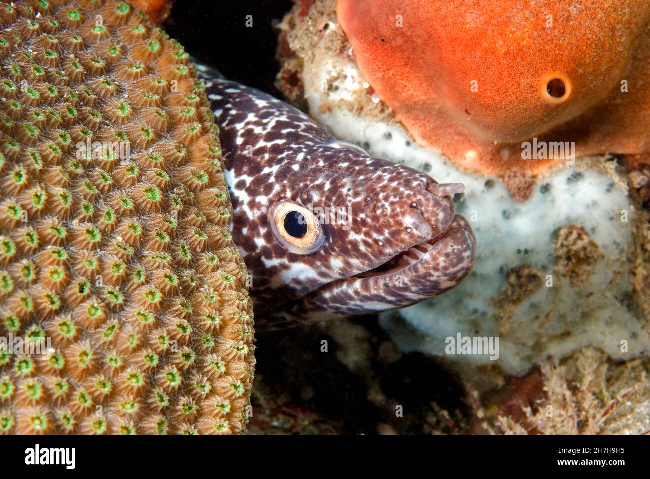 FRANZÖSISCH-WESTINDIEN. MARTINIQUE. TIEFSEE. SCHWARZ VERFLECKT MORAY Stockfoto