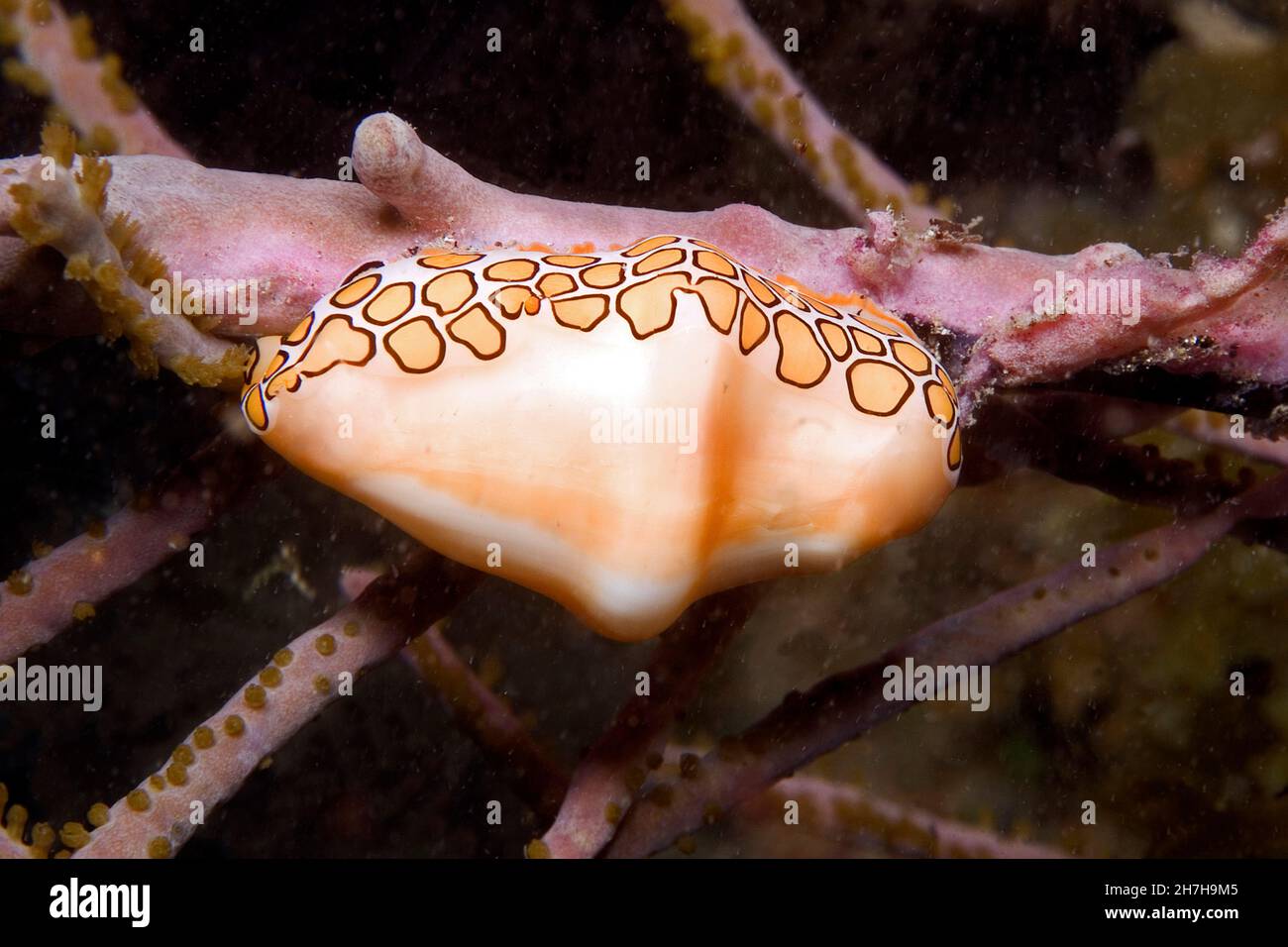 FRANZÖSISCH-WESTINDIEN. MARTINIQUE. TIEFSEE. MONNAIE DES CARAIBES (CYPHOMA GIBBOSUM) Stockfoto